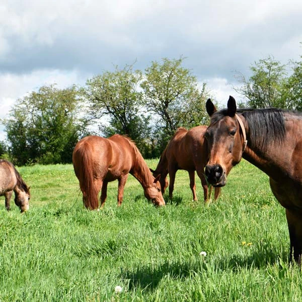 Pension pour chevaux à Issoire, Puy-de-Dôme